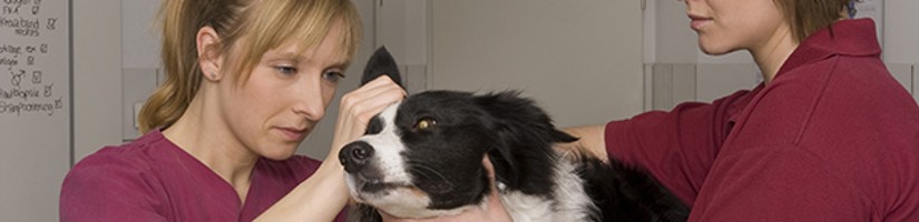 Eine Tierärztin und eine Tierarzthelferin untersuchen einen Hund.